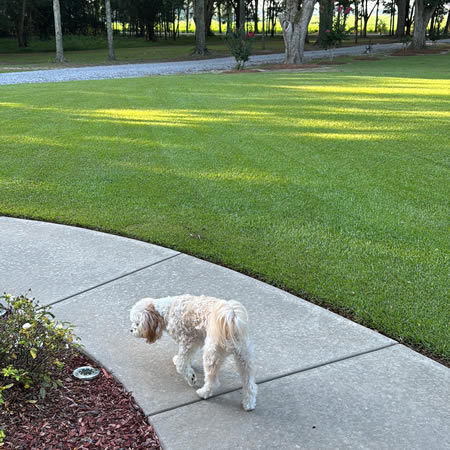 How to Keep Your Lawn Green and Healthy During Alabama’s Hot Summers Thumbnail
