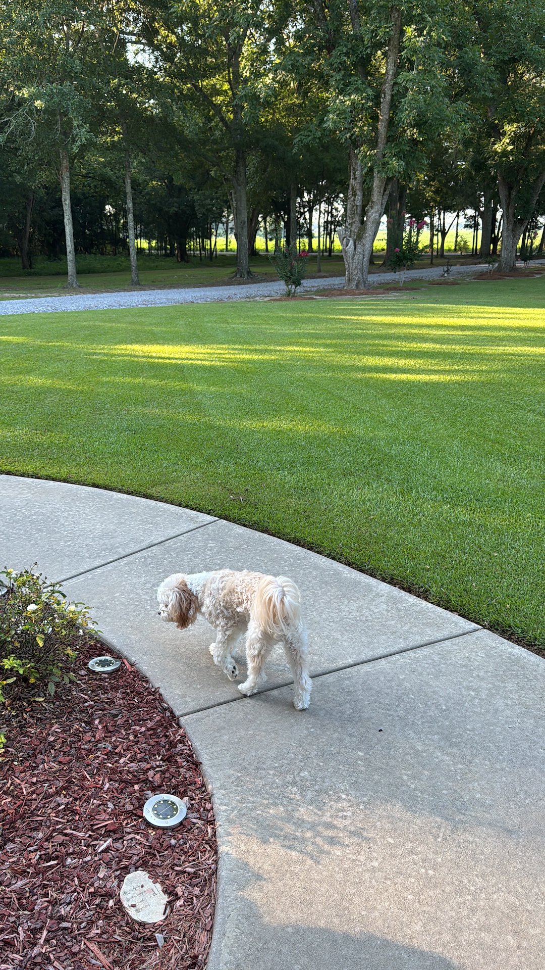 Beautiful Rural Lawn Transformation in Slocomb, Alabama Thumbnail