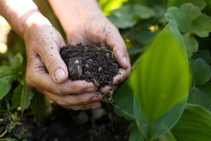 Tree & Shrub Fertilization