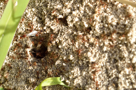 Fire Ant Control