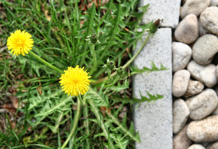 Flower Bed Weed Control